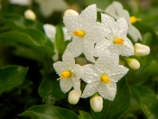 jasmine tea