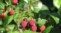 Raspberry Leaf Tea