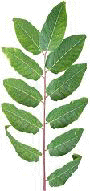 tea leaves